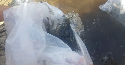 BULDAN'DA 50 BİN BALIK SUYA BIRAKILDI