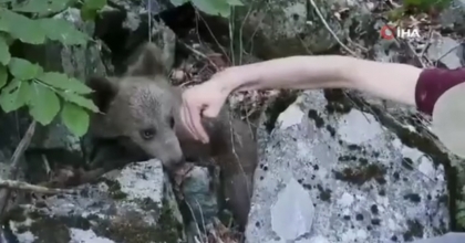 VATANDAŞLAR YARALI AYI YAVRUSU İÇİN SEFERBER OLDU