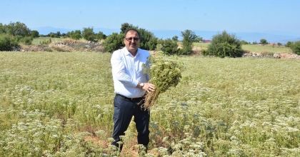 DENİZLİ KEKİĞİNDE HASAT ZAMANI