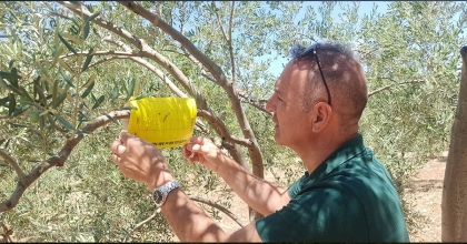 DİDİM’İN ZEYTİNLERİ TEMİZ ÇIKTI   