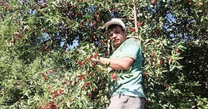 HİSARCIK'TA VİŞNENİN KİLO FİYATI 8 TL