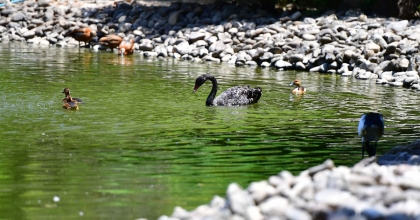 İZMİR DOĞAL YAŞAM PARKI'NIN GÖÇMEN KUŞLARI