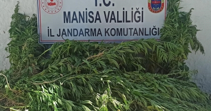 JANDARMADAN YASADIŞI KENEVİR EKİMİNE OPERASYON