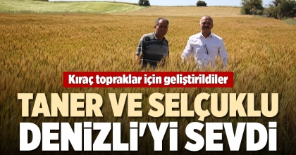 KIRAÇ TOPRAKLAR İÇİN BUĞDAY TOHUMU GELİŞTİRDİLER 