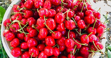 KİRAZ AFYONKARAHİSAR'DA 35 TL, ALMANYA’DA 11,90 EURO     