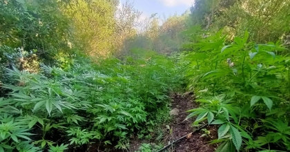 KIRKAĞAÇ'TA UYUŞTURUCU OPERASYONU 