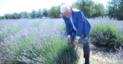 KOKU VADİSİ'NDE LAVANTA ŞENLİĞİ DÜZENLENİYOR