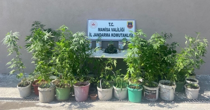 MANİSA'DA YASADIŞI KENEVİR EKENLER JANDARMAYA YAKALANDI