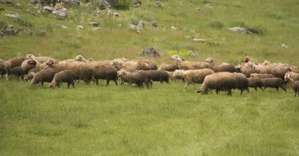 GÖLCÜK YAYLASINDA 6 YAŞINDAN BERİ HAYVANCILIK YAPIYOR  