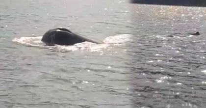 MARMARİS'TE GÖRÜLEN KAŞALOT CİNSİ BALİNA BU KEZ RODOS AÇIKLARINDA ORTAYA ÇIKTI