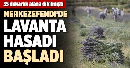MERKEZEFENDİ’DE LAVANTA HASADI BAŞLADI