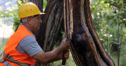 MISIR'DA FİRAVUNLARI MUMYALAMA MALZEMESİ OLARAK KULLANILDI: KİLOSU 5 BİN LİRA   