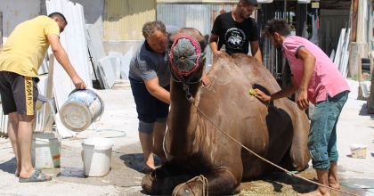 PEHLİVAN DEVELER BAŞTAN AŞAĞIYA YAĞLANIP YIKANDI