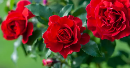 Rüyada Gül Görmek Ne Anlama Gelir?