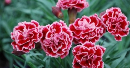 Rüyada Karanfil Görmek Ne Anlama Gelir?