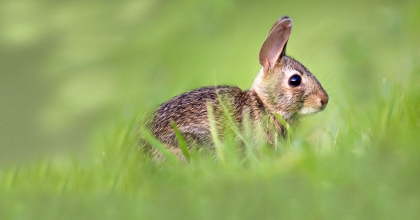 Rüyada Tavşan Görmek Anlamı