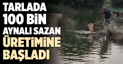 TARLADA 100 BİN AYNALI SAZAN ÜRETİMİNE BAŞLADI