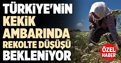 TÜRKİYE'NİN KEKİK AMBARINDA REKOLTE DÜŞÜŞÜ BEKLENİYOR