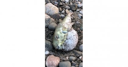 VATANDAŞLARIN OLTALARINA BALON BALIĞI TAKILIYOR   