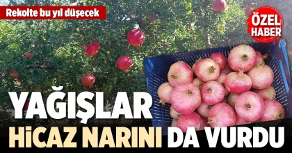 YAĞIŞLAR HİCAZ NARINI DA VURDU