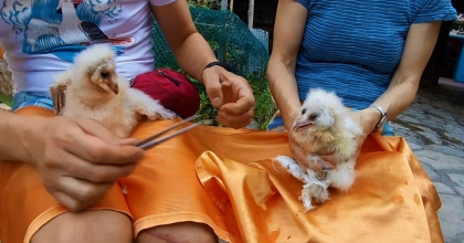 YARALI HALDE BULUNAN PEÇELİ BAYKUŞLAR, DOĞAYA SALINACAĞI GÜNÜ BEKLİYOR