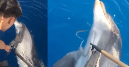 Antalya açıklarında ölü yunus bulundu 