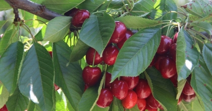 Afyonkarahisar’da kiraz alım sorunu çözüldü, hasat tekrar başladı  