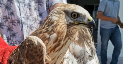 BİTKİN HALDE BULUNAN KIZIL ŞAHİN TEDAVİ ALTINA ALINDI  