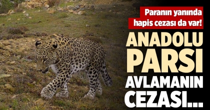 ANADOLU PARSI AVLAMANIN CEZASI...