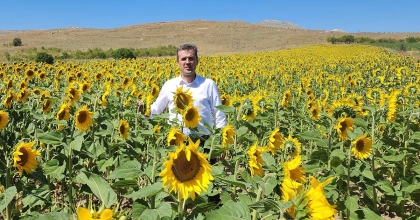 YAĞLIK AYÇİÇEK AFYONKARAHİSAR'DA YAYGINLAŞTIRILIYOR