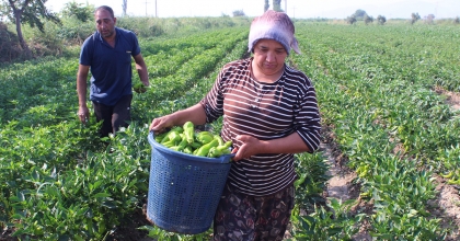 URFA İSOTUNA RAKİP ÇIKTI: ASLANLAR BİBERİ