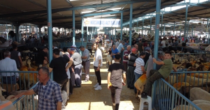 DENİZLİ TİCARET BORSASI’NDAN KURBAN PAZARI RAPORU