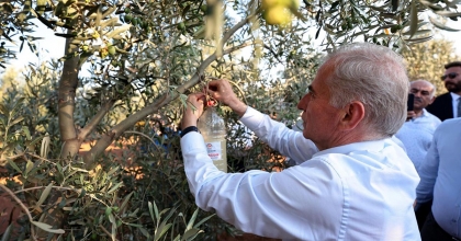 BÜYÜKŞEHİR’İN ZEYTİN SİNEĞİYLE MÜCADELE DESTEĞİ BAŞLADI
