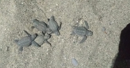 CARETTA CARETTALAR YUVALARINDAN ÇIKIP DENİZLE BULUŞTU