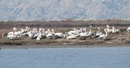 AHŞAP ÜREME PLATFORMLARIYLA KARİNA DALYANI’NDA YENİ BİR REKOR  