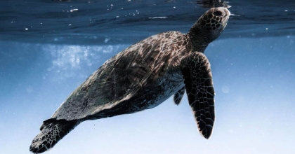 DEKAMER’DEN UYARI: DENİZ KAPLUMBAĞALARINI BESLEMEYİN!