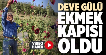 DEVE GÜLÜ EKMEK KAPISI OLDU  