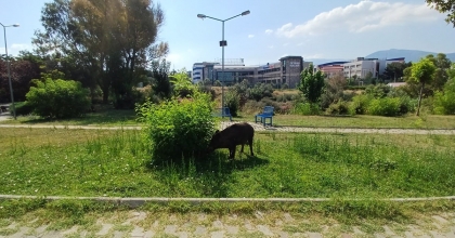 ACIKAN DOMUZLAR ŞEHRE İNDİ  