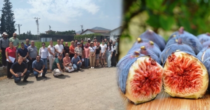 AYDIN İNCİRİ MUĞLA'DA DA YETİŞECEK