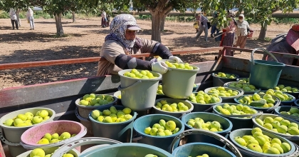AYDIN'DA SİYAH VE SARILOP ÇEŞİDİ TAZE İNCİRİN HASAT VE İHRAÇ TARİHLERİ BELİRLENDİ  