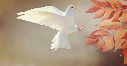 Rüyada Kuş Görmek Ne Anlama Gelir?