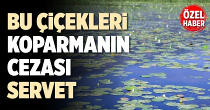 BU ÇİÇEKLERİ KOPARMANIN CEZASI SERVET