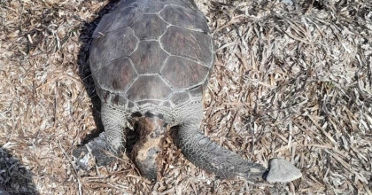 DATÇA'DA DENİZ KAPLUMBAĞASI SAHİLE VURDU