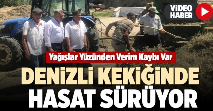 DENİZLİ KEKİĞİNDE HASAT SÜRÜYOR