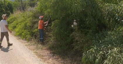 MARMARİS’TE YANGINA KARŞI AĞAÇLAR BUDANIYOR 