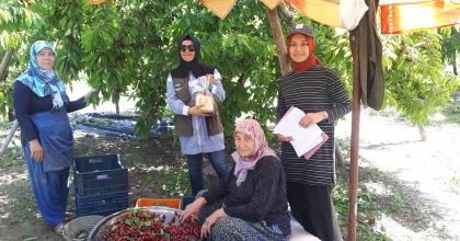 KİRAZ HASADI YAPILAN BÖLGELERDE ZARARLI ORGANİZMA DENETİMİ  