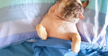 Rüyada Köpek Görmek Ne Anlama Gelir?