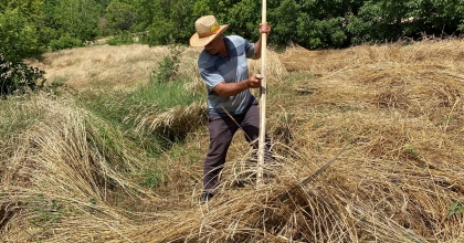 YERE YATAN EKİNLERE BİÇERDÖVER GİREMEYİNCE TIRPANLAR SAHNEYE ÇIKTI