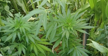 UŞAK'TA 87 KÖK HİNT KENEVİRİ ELE GEÇİRİLDİ