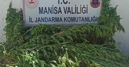 ŞEHZADELER'DE BİN 15 KÖK KENEVİR VE KUBAR ESRAR ELE GEÇİRİLDİ